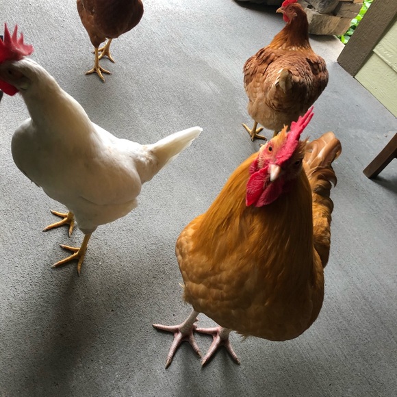 Meet Your Posher Brenda - Picture 3 of 9